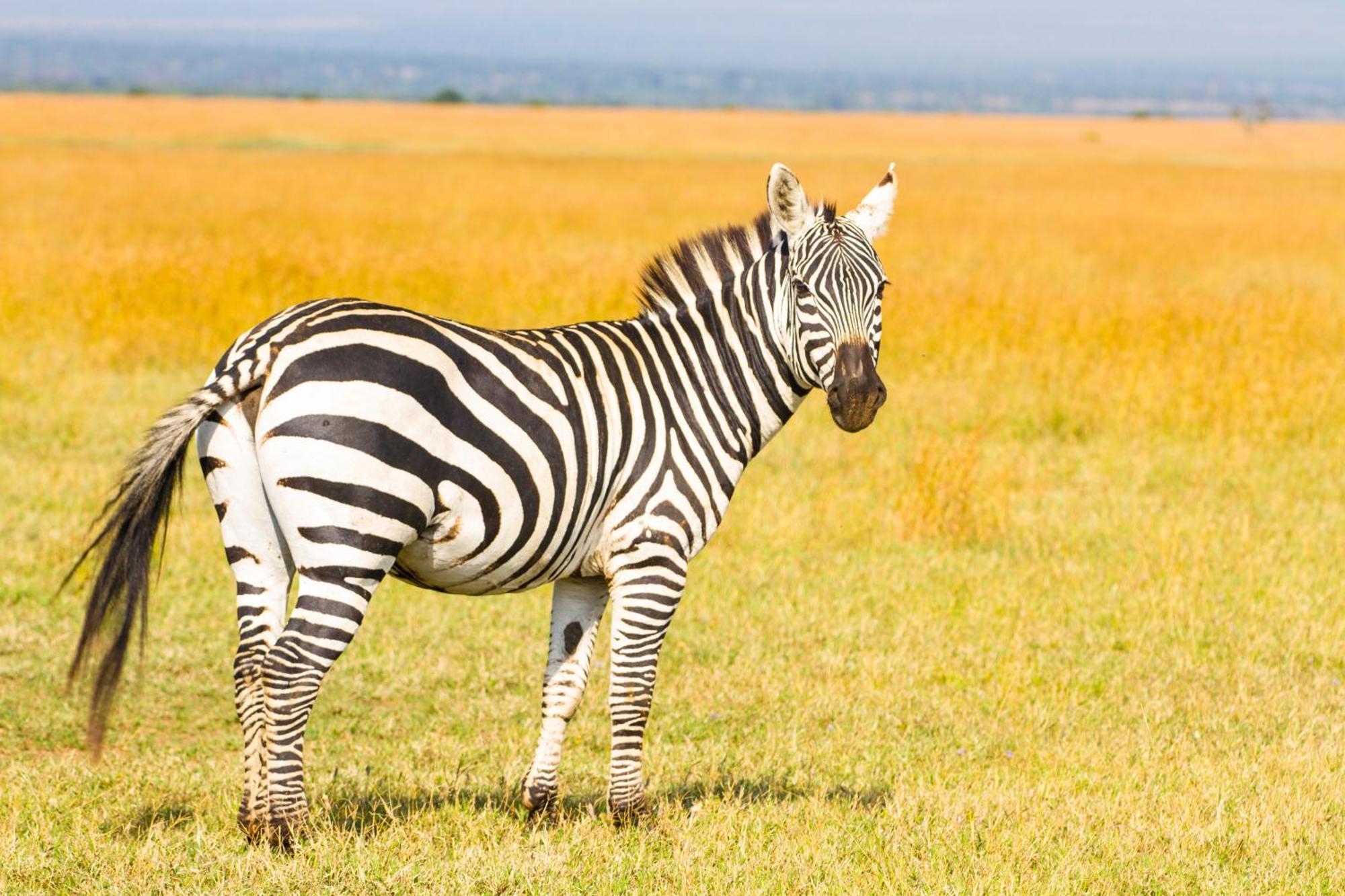 Vila Ol Pejeta Mansion Nanyuki Exteriér fotografie
